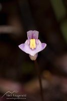 Bladderwort