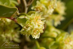 Mangeao flowers