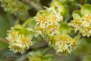 Mangeao flowers