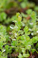 Swamp hypericum