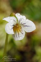 Forest violet