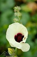 Native hibiscus