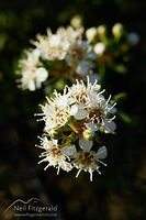 Bay of Plenty kānuka flowers