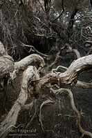 Kunzea toelkenii trunks