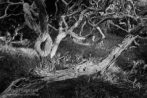 Kunzea toelkenii trunks