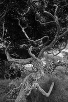 Bay of Plenty kānuka trunks