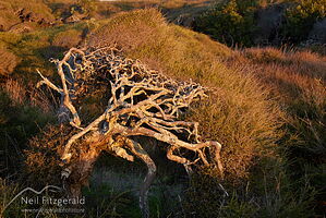 Kunzea toelkenii