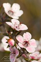 Manuka flowers