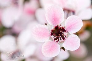 Manuka flowers
