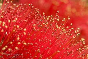 Pohutukawa
