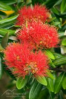 Pohutukawa