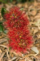 Pohutukawa
