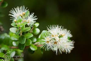 White rata flowers