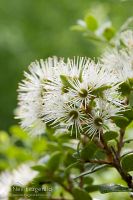 Small white rata 