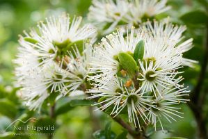 Small white rata 