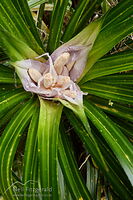 Kiekie in flower