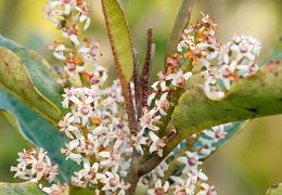 Paracryphiales (quintinia)
