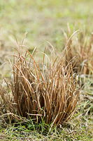 Sedge