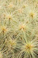 Spinifex seeds