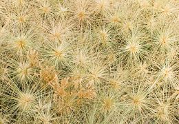 Grasses