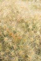 Spinifex