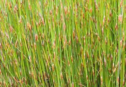 Sedges and rushes
