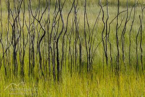 Gumland after fire