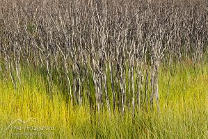 Gumland after fire