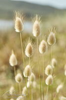 harestail-grass-26883