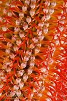 Banksia flowers