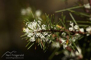 Pincushion tree