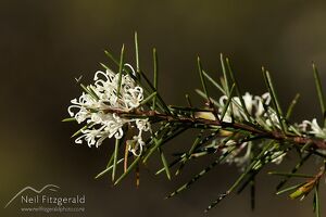 Pincushion tree