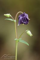 Columbine