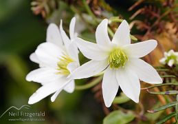 Flowering plants