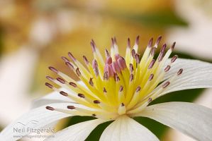 White clematis