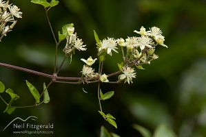 Old man's beard