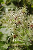 Old man's beard