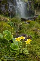 Mountain buttercup