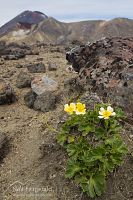 Mountain buttercup