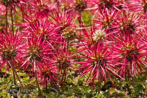 Bidibid seeds