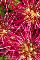 Bidibid seeds