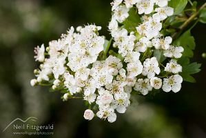 Hawthorn
