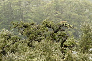 Matagouri