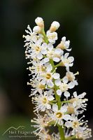 Cherry laurel