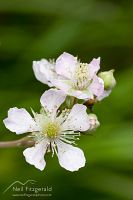 Blackberry
