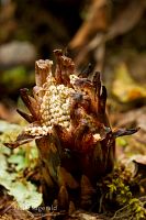 Dactylanthus flower