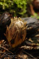 Wood rose