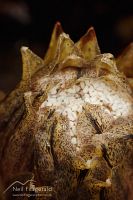 Wood rose