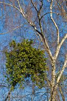 Green mistletoe