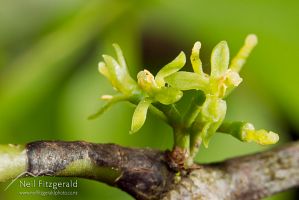 Green mistletoe